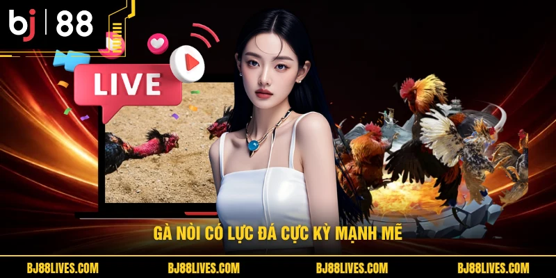Gà nòi có lực đá cực kỳ mạnh mẽ 