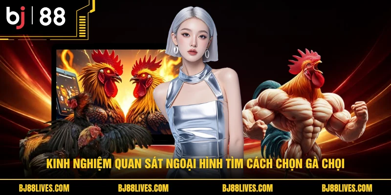 Kinh nghiệm quan sát ngoại hình tìm cách chọn gà chọi